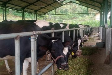 Mengenal Wisata Edukasi Susu Sapi Perah Di Kota Batu Wisatawan Bisa