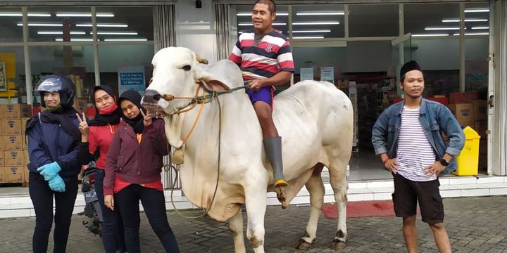 Sapi Seharga Rp Juta Yang Viral Sering Ditunggangi Ke Minimarket