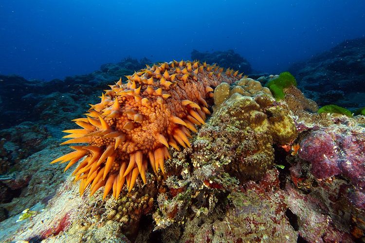 Foto Mengenal Teripang Hewan Laut Yang Mirip Cacing Halaman