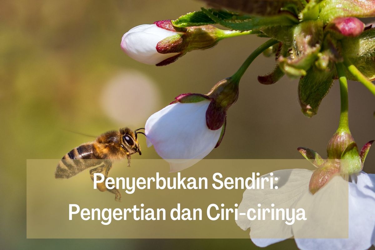 Penyerbukan Sendiri Pengertian Dan Ciri Cirinya