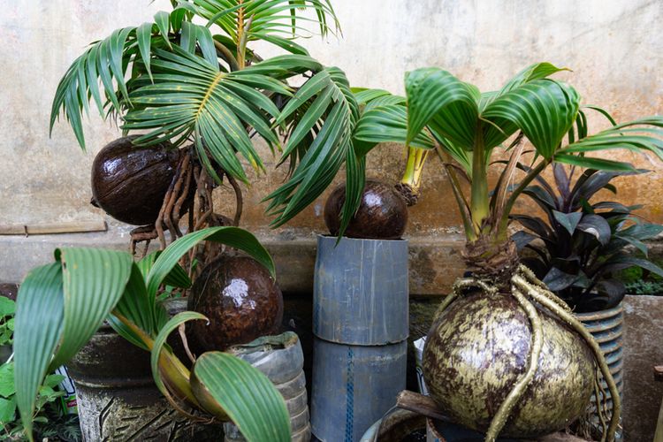 Foto Simak Cara Membuat Bonsai Kelapa Dan Perawatannya