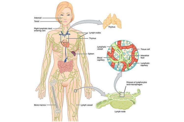 Mengenal Sistem Limfatik Dan Mucus The Best Porn Website