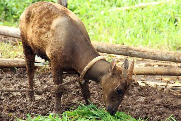 Anoa Kerbau Kecil Di Pedalaman Sulawesi