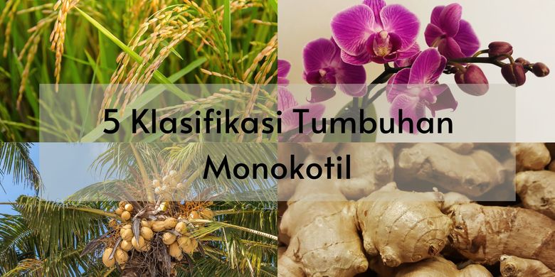 Klasifikasi Tumbuhan Monokotil