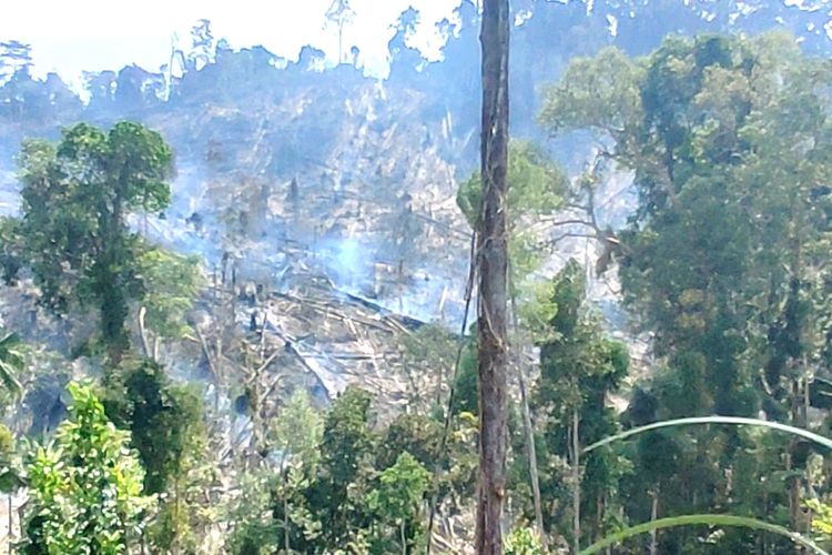 Hutan Di Rokan Hulu Dilalap Api Polisi Bicara Soal Dugaan Pembakaran