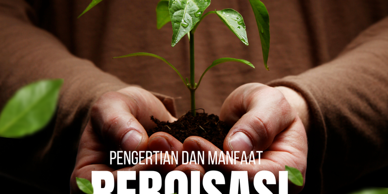 Pengertian Reboisasi Dan Manfaatnya