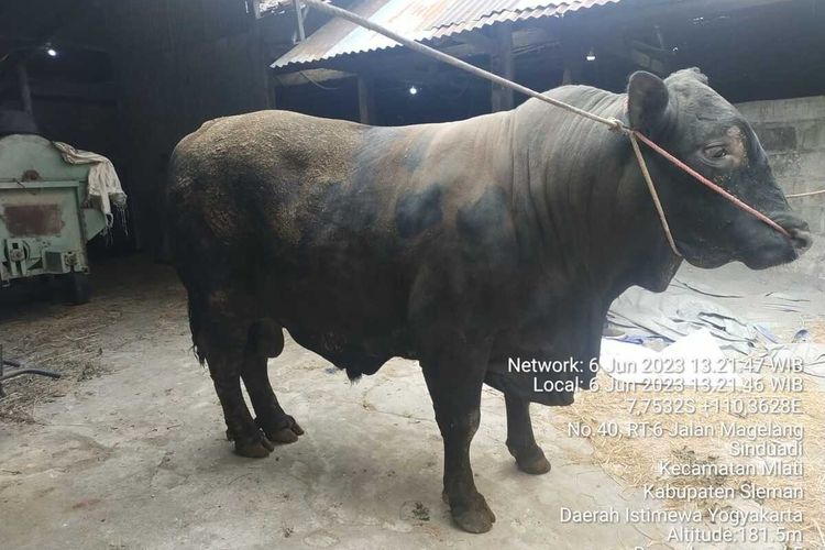 Sapi Milik Petani Milenial Sleman Terpilih Jadi Hewan Kurban Presiden