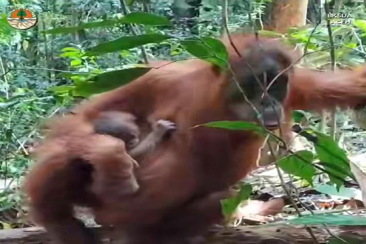 Bayi Orang Utan Ke 7 Lahir Di Pusat Reintroduksi Cagar Alam Aceh Besar