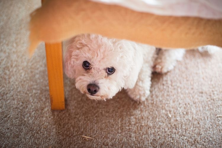 Foto Penyebab Dan Tanda Anjing Ketakutan