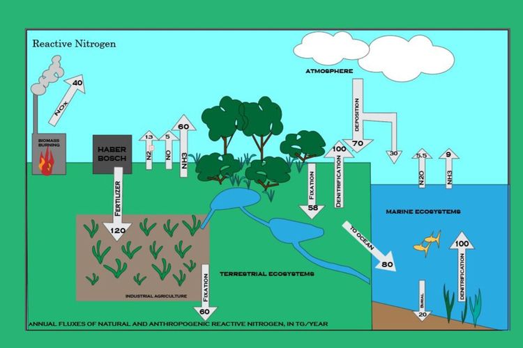 Foto Siklus Nitrogen Pengertian Dan Proses Terjadinya