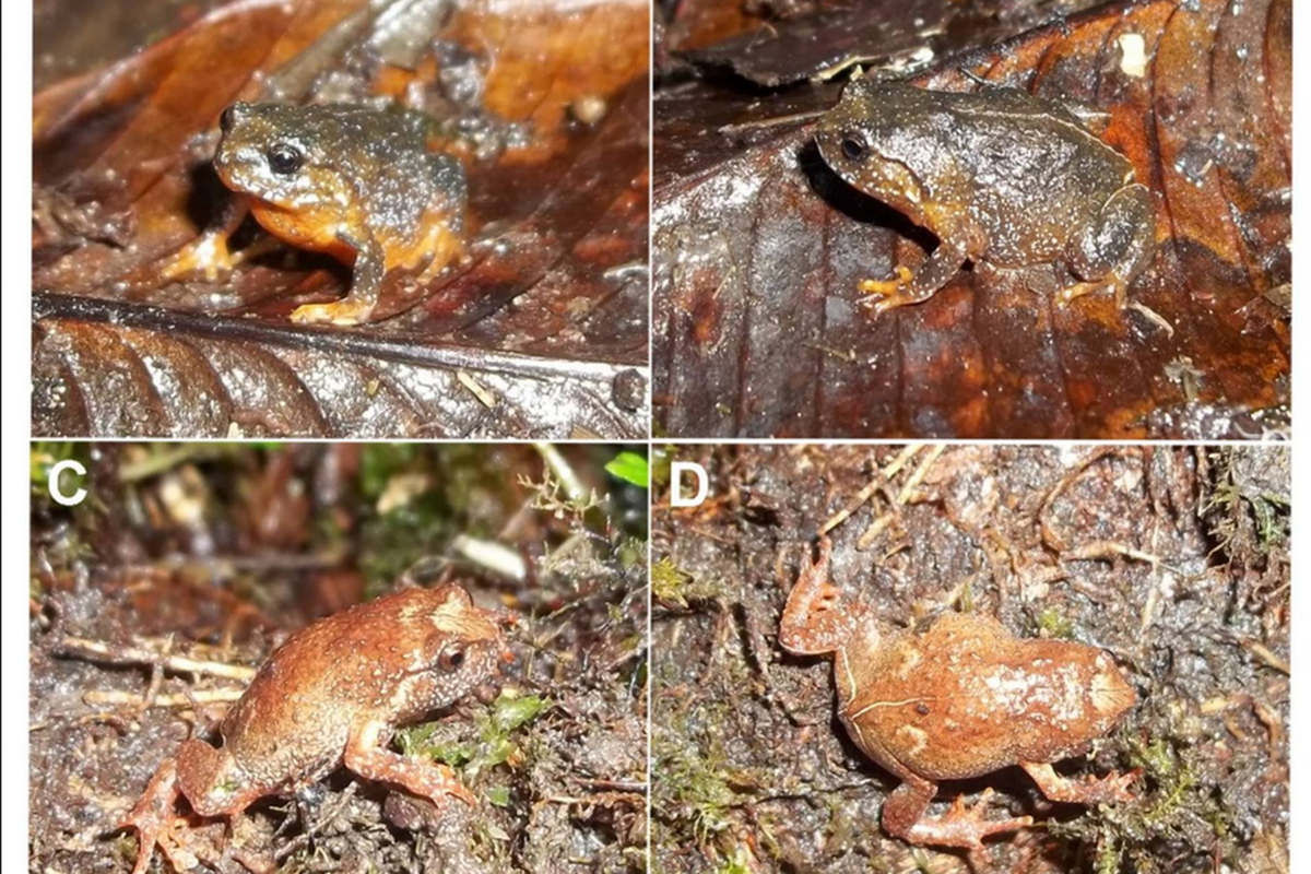 Oreophryne Riyantoi Katak Spesies Baru Endemik Sulawesi