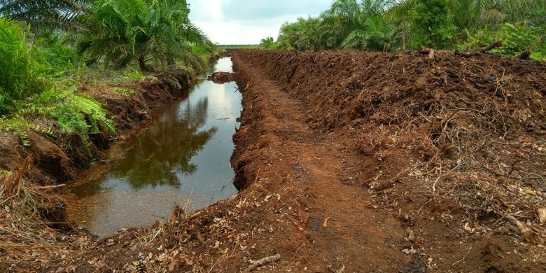 Juta Lahan Gambut Perlu Segera Direstorasi Prioritas Area Bekas Terbakar