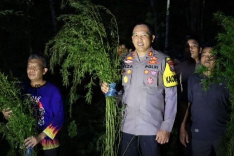 Polisi Temukan 5 Hektar Ladang Ganja Di Mandailing Natal