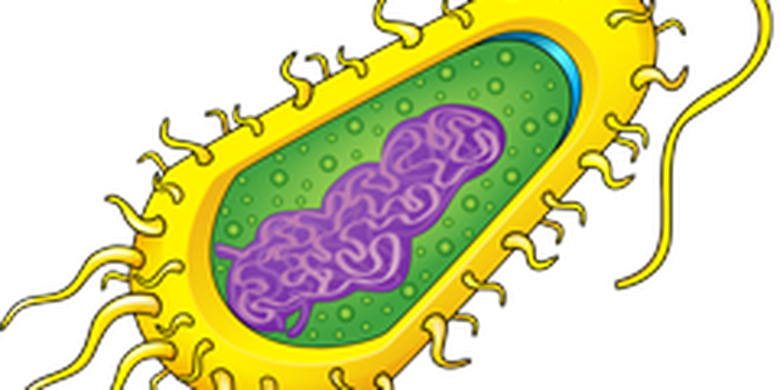 Struktur Sel Prokariotik