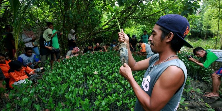 Fungsi Ekologis Dari Hutan Mangrove Yaitu Data Dikdasmen