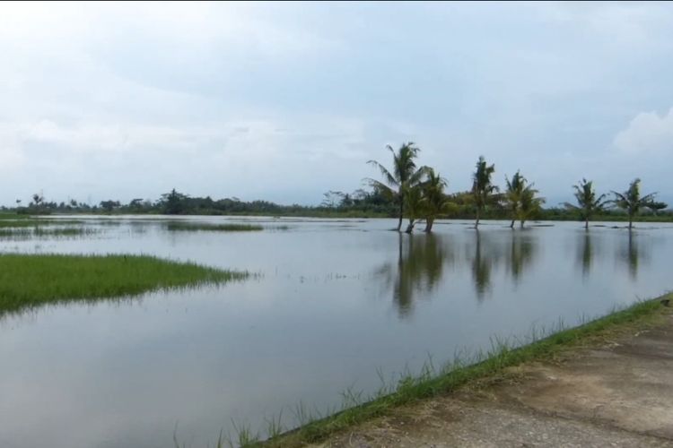 Foto Belasan Hektar Sawah Di Purworejo Terendam Banjir Masalah