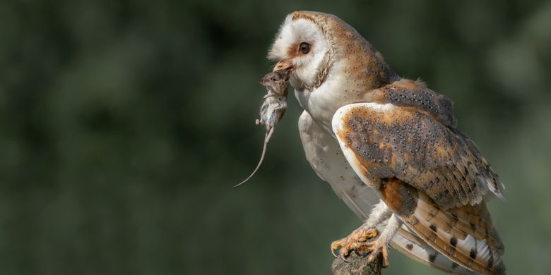 Cara Mengendalikan Hama Tikus Dengan Burung Hantu Tyto Alba