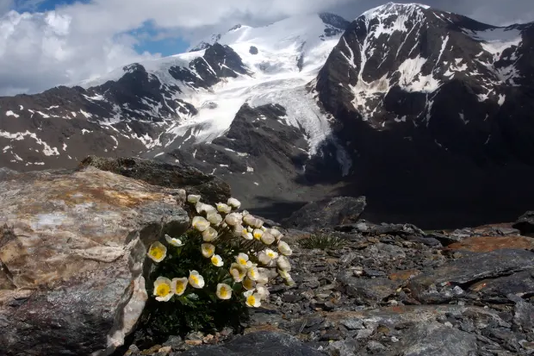 Foto Gletser Mencair Bunga Endemik Pegunungan Alpen Terancam Punah