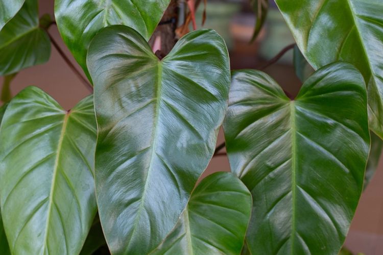 Varietas Philodendron Yang Cocok Jadi Tanaman Hias Di Rumah