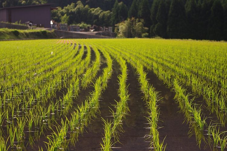 Tips Budidaya Tanaman Padi Di Sawah Tadah Hujan