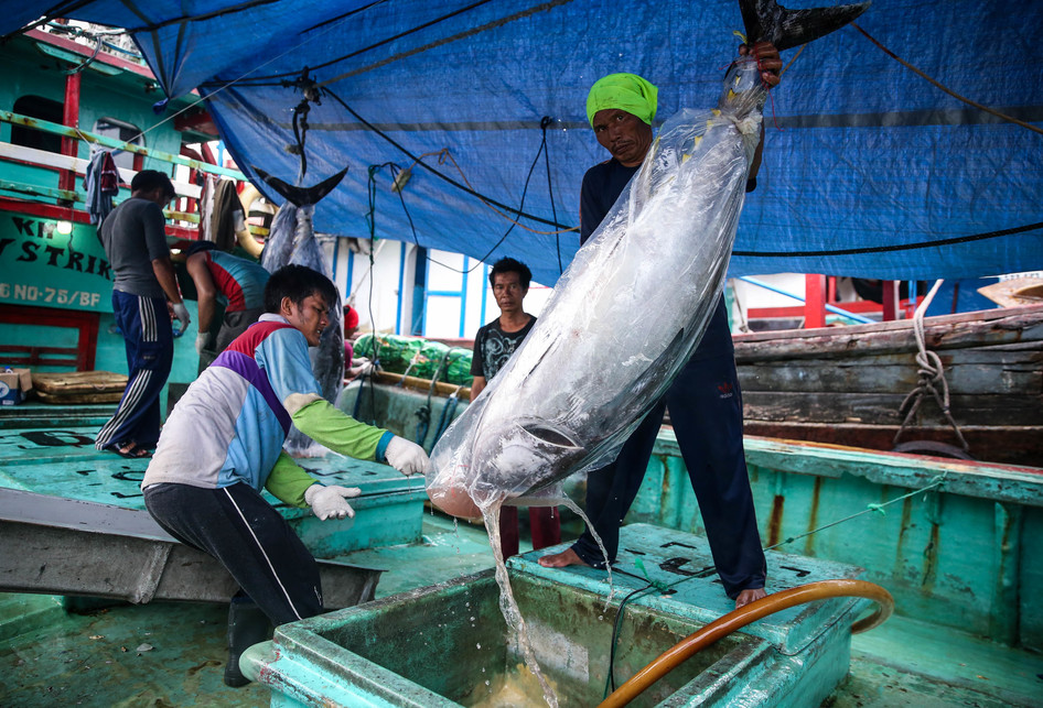 Bongkar Muat Ikan Tuna di Pelabuhan Muara Baru