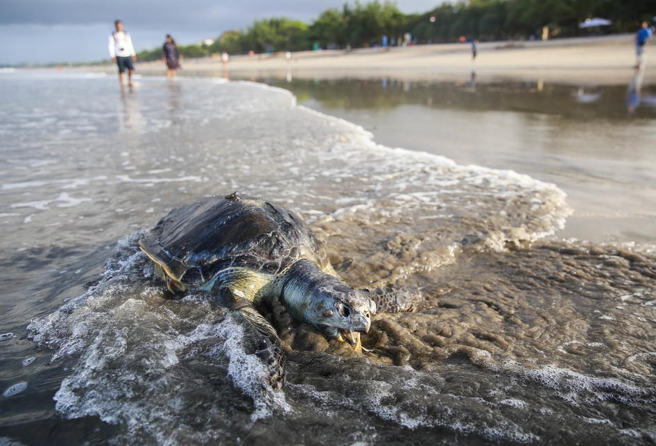 Penyu Mati Di Pantai Kuta