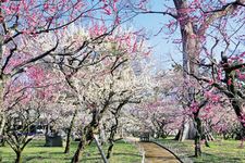 Bunga plum di Kuil Kitano Tenmangu, merupakan kuil utama dari seluruh kuil pendidikan di Jepang dengan dewa pendidikan, Sugawara no Michizane.