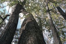 Di bagian barat Danau Shikotsu, Jepang, terdapat hutan dengan pepohonan besar yang menjulang tinggi. Beberapa di antaranya berusia lebih dari 300 tahun.