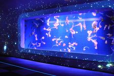 Night Wonder Aquarium merupakan event tahunan yang diselenggarakan sejak 2014. 