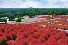 Pemandangan di daerah Ibaraki, Jepang, yaitu hamparan tumbuhan Kokia (Kochia Schoparia) yang berbentuk seperti bulatan dan berwarna merah di Hitachi Seaside Park.  
