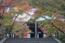 Kuil Eikando di Kyoto terkenal dengan pemandangan pohon maple kemerahannya pada musim gugur. 