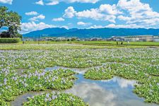 Eceng gondok yang sengaja ditanam di sawah bekas reruntuhan Kuil Motoyakushiji, kota Nara, Jepang, ini paling baik dinikmati pada akhir bulan September.
