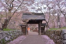 Taman Takatojoshi Koen di daerah Shinshu, Prefektur Nagano, Jepang, merupakan sebuah taman yang terkenal sebagai tempat melihat bunga sakura. Setiap tahun, sekitar 200.000 wisman datang ke taman ini.