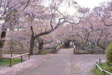 Taman Takatojoshi Koen di daerah Shinshu, Prefektur Nagano, Jepang, merupakan sebuah taman yang terkenal sebagai tempat melihat bunga sakura. Setiap tahun, sekitar 200.000 wisman datang ke taman ini.