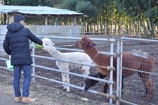 Tidak hanya burung unta, di Dacho Oukoku (kerajaan burung unta), Jepang, ini juga ada area bernama Minami no Makiba di mana wisatawan dapat bermain dengan lebih dari 50 jenis hewan seperti kanguru dan kuda poni. 