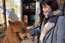 Di Dacho Oukoku (kerajaan burung unta), Jepang, ini juga ada area bernama Minami no Makiba di mana wisatawan dapat bermain dengan lebih dari 50 jenis hewan seperti kanguru dan kuda poni, alpaca (hewan sejenis unta yang berasal dari Amerika Selatan).