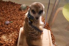 Meerkat, binatang mamalia favorit pengunjung di Moff animal cafe cabang Aeon Mall Makuhari Shintoshin di Prefektur Chiba, Jepang.