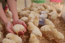 Puluhan anak ayam imut menjemput Anda begitu memasuki areal Moff animal cafe cabang Aeon Mall Makuhari Shintoshin di Prefektur Chiba, Jepang.