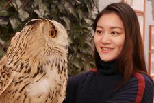 Burung hantu di Moff animal cafe cabang Aeon Mall Makuhari Shintoshin di Prefektur Chiba, Jepang.