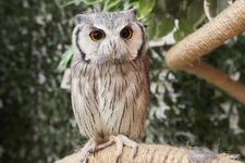 Kafe burung hantu, Sounan Fukuro Park di Tokyo, Jepang ini dibuka tahun 2014.