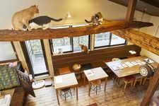 Ada 13 sampai 15 ekot kucing di kafe Kamakura Neko no Aida, Tokyo, Jepang. Kita bisa mengajak mereka bermain atau hanya melihat mereka yang sedang bercanda satu sama lain.