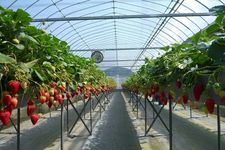 Strawberry House di Kota Ebina