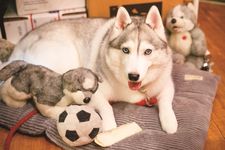 Siberian Husky yang memiliki bola mata berwarna biru memikat bernama Shiro-chan di Grava Hawaii.