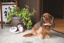 Yurumi-chan (8 tahun) adalah anjing tipe kaninchen dachshund yang menjadi idol dari Kinunoyokatta Takumi,