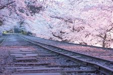 sakura di Keage Incline 
