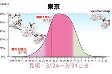 Grafik perkiraan mekarnya sakura di Tokyo.