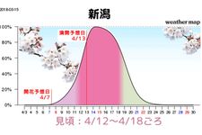 Grafik perkiraan mekarnya sakura di Niigata