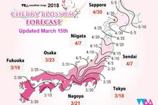 Jadwal mekar sakura di Jepang tahun 2018