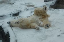 beruang di kebun binatang Asahikawa di daerah Hokkaido, Jepang, saat musim dingin.