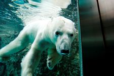 Beruang kutub di kebun binatang Asahikawa di daerah Hokkaido, Jepang